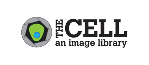 American Society for Cell Biology