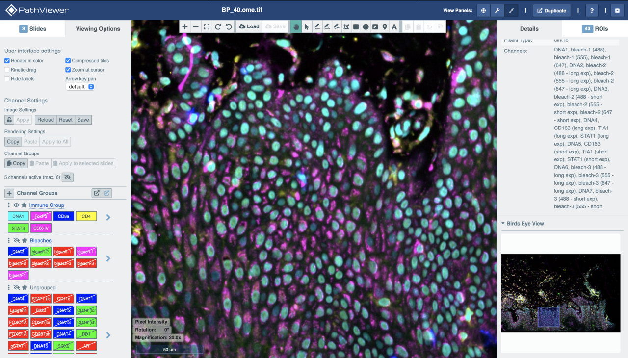 PathViewer logomark on laptop